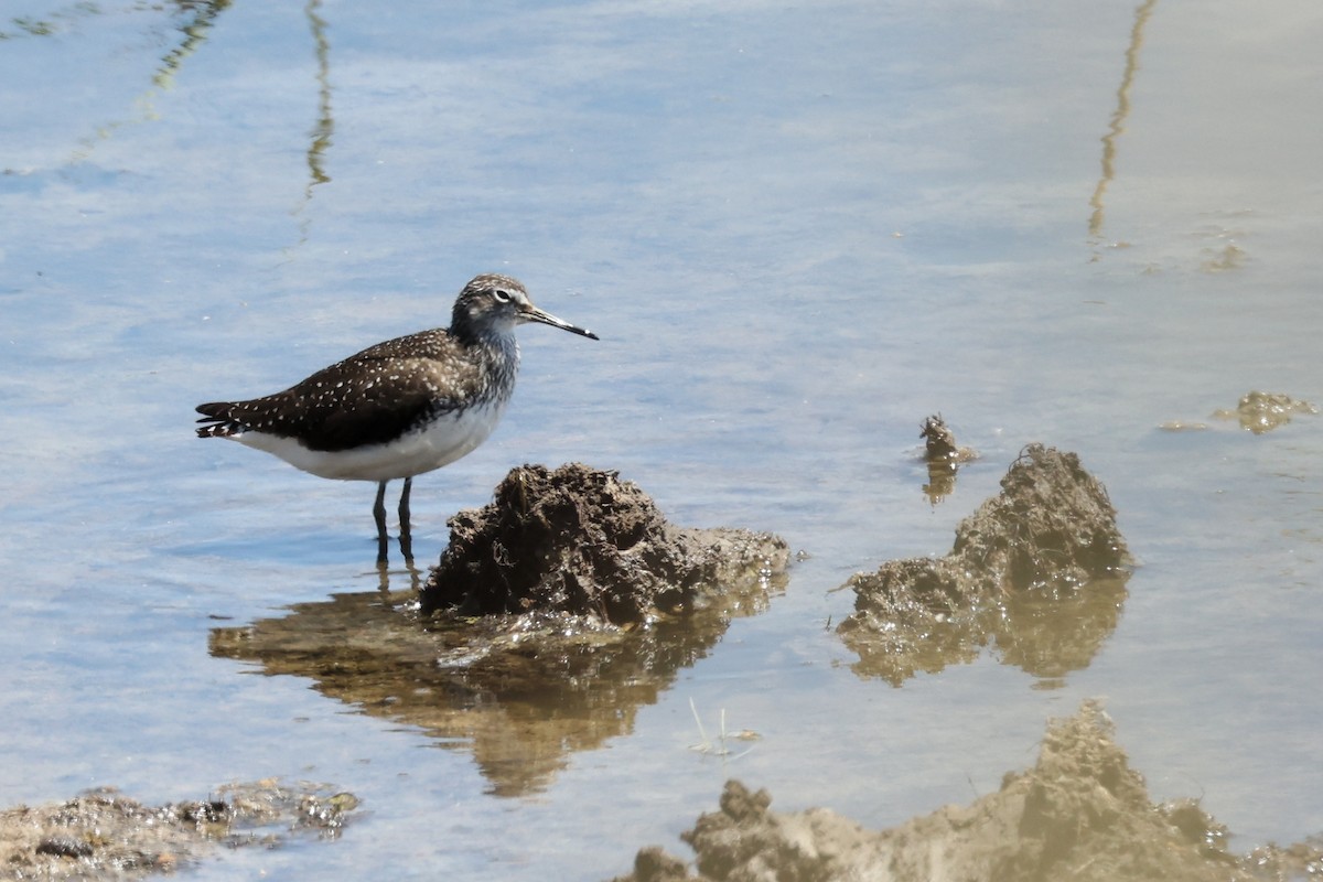 Green Sandpiper - ML620438331