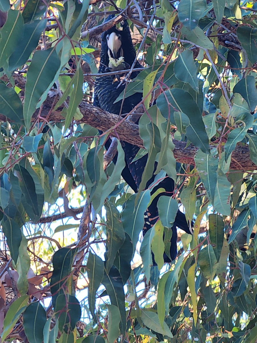 Red-tailed Black-Cockatoo - Colin Howells