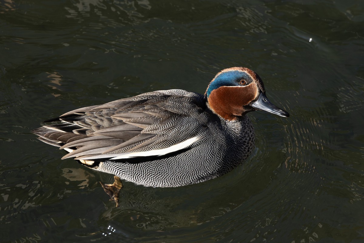 Green-winged Teal - ML620438340