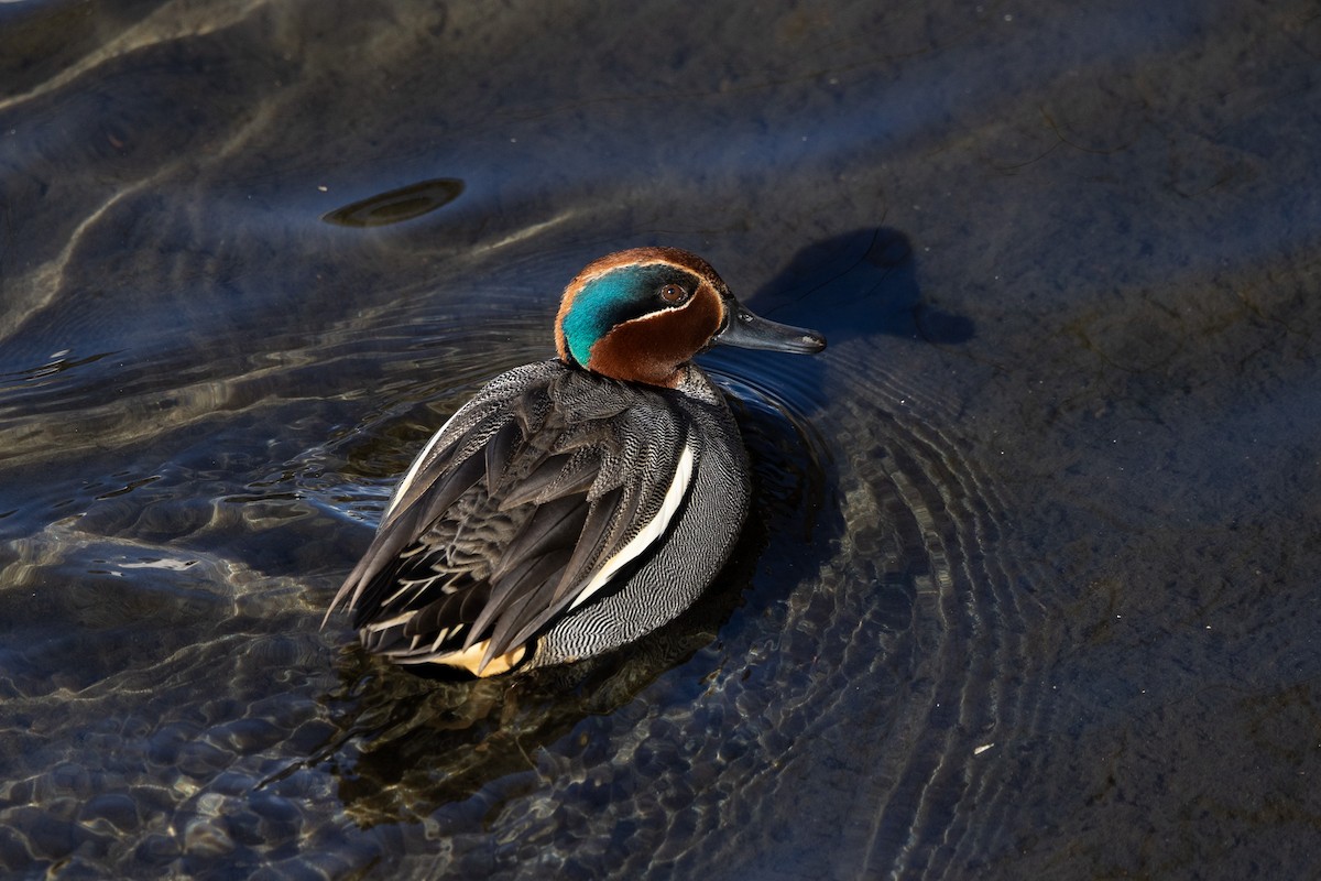 Green-winged Teal - ML620438341