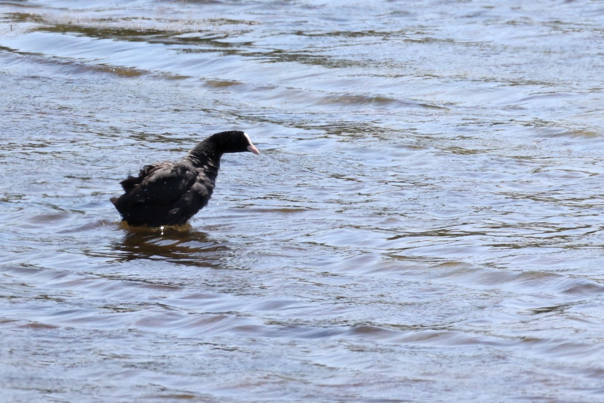 Eurasian Coot - ML620438344