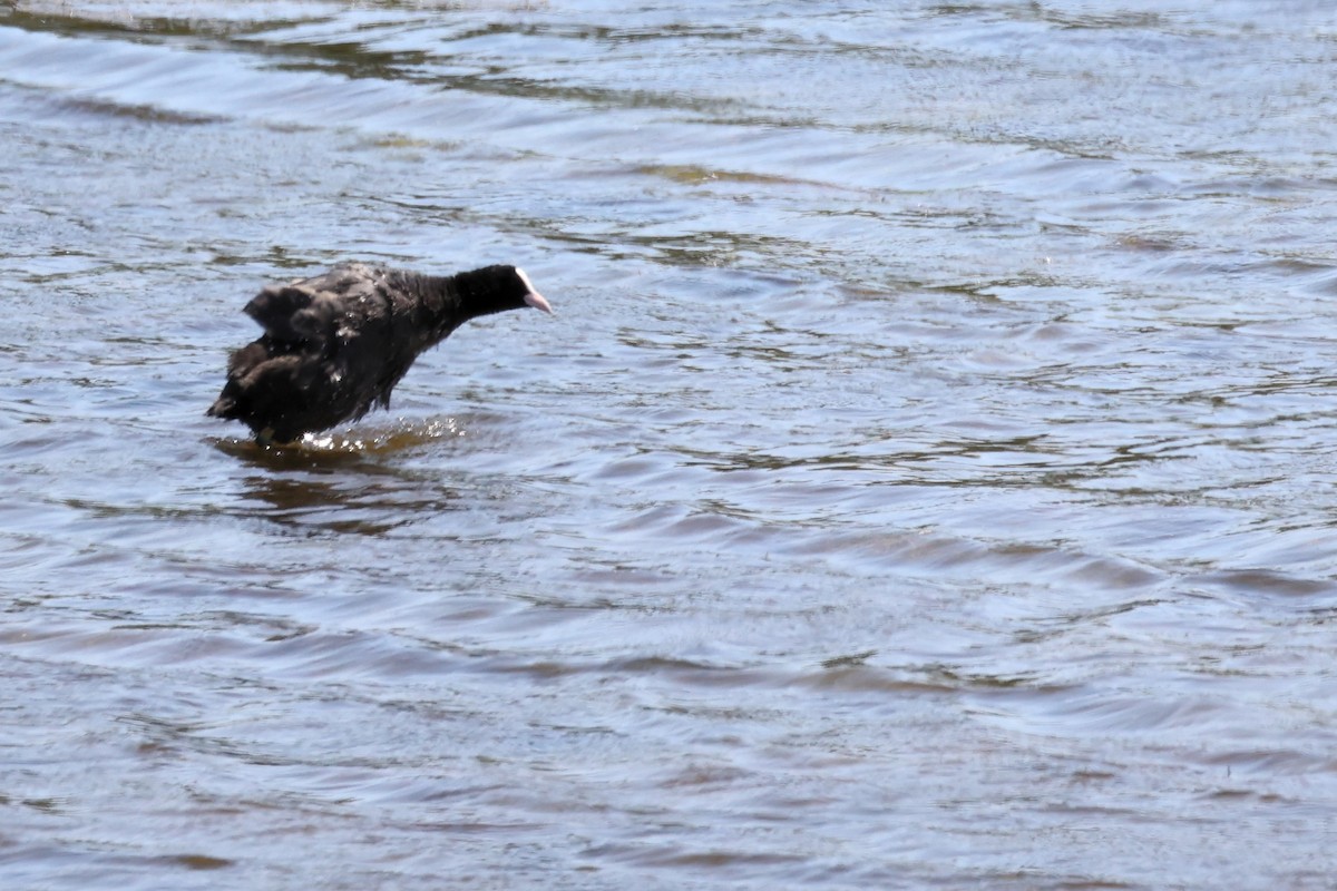 Eurasian Coot - ML620438346