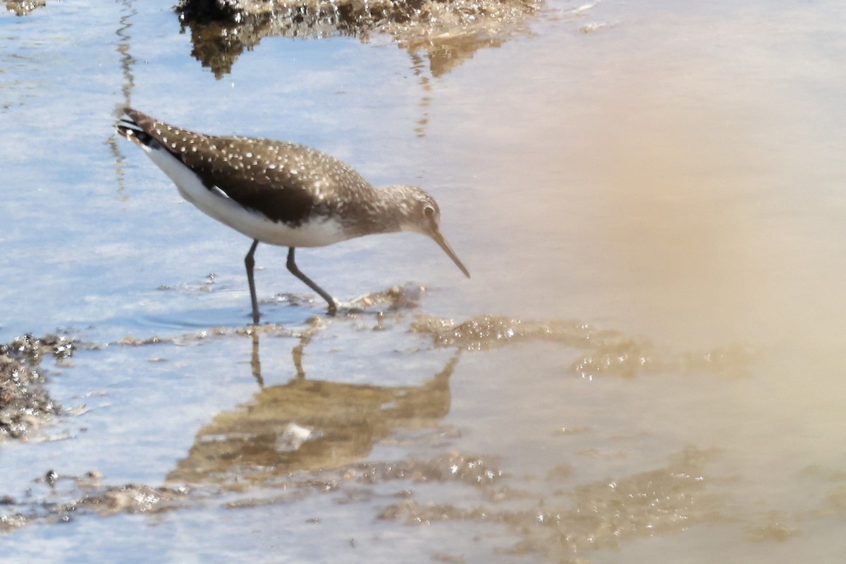 Green Sandpiper - ML620438349