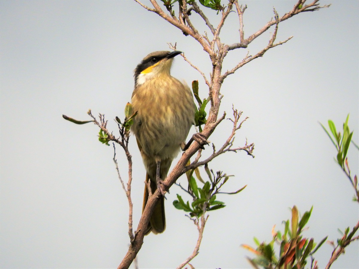 Singing Honeyeater - ML620438355