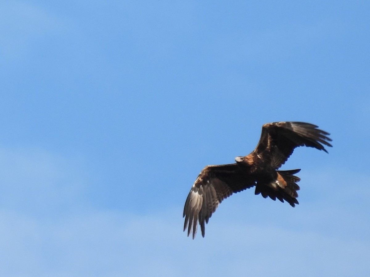 Águila Audaz - ML620438363