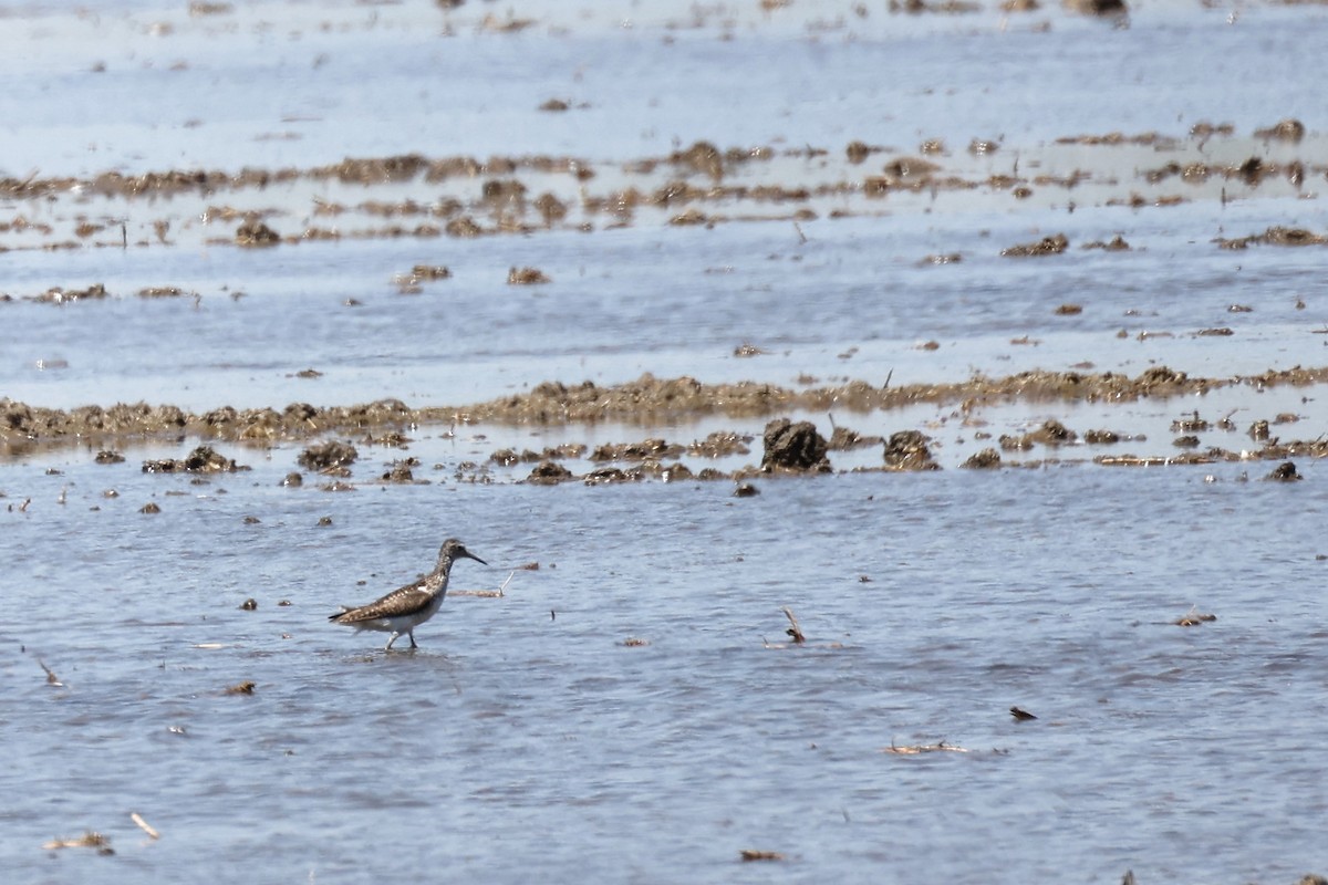 Green Sandpiper - ML620438379