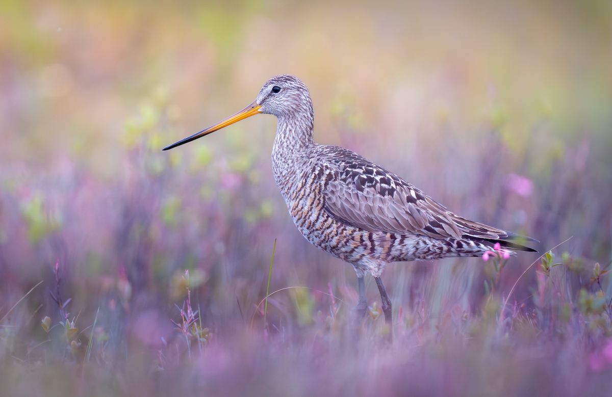 Hudsonian Godwit - Wentao Yang