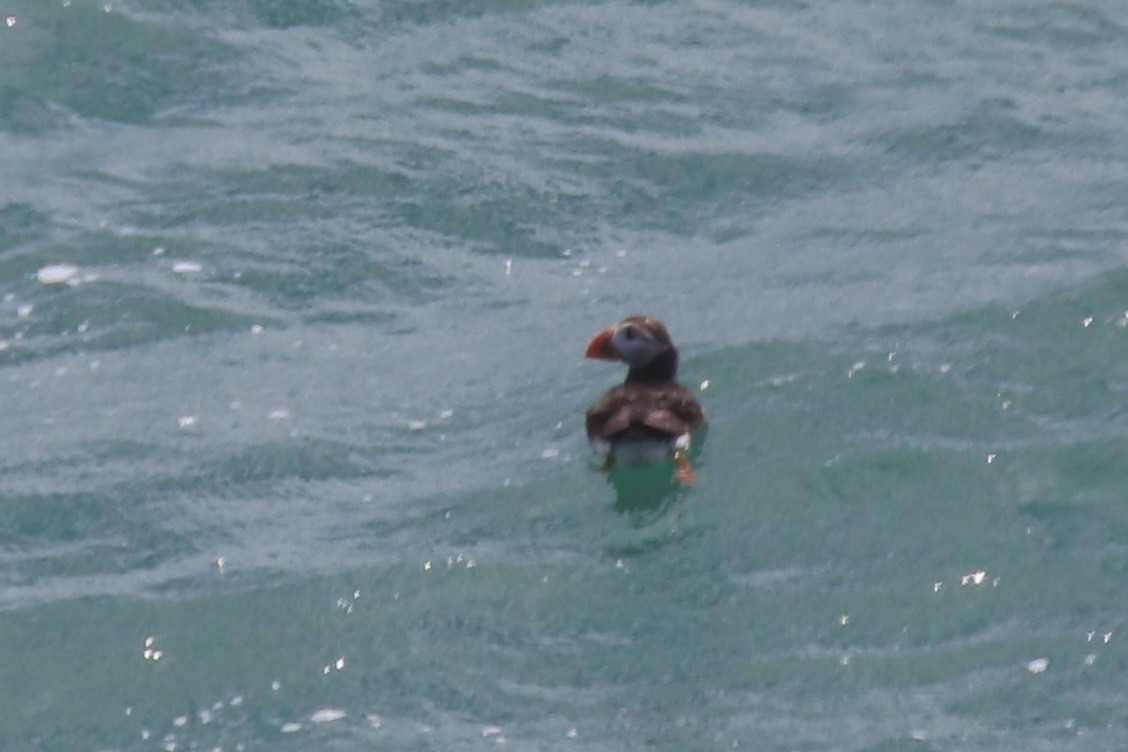 Atlantic Puffin - Ross Brown