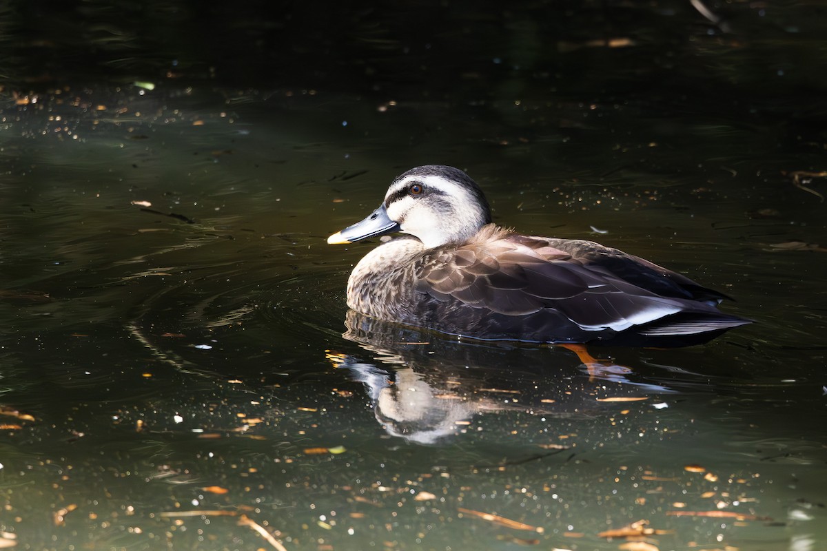 Eastern Spot-billed Duck - ML620438404