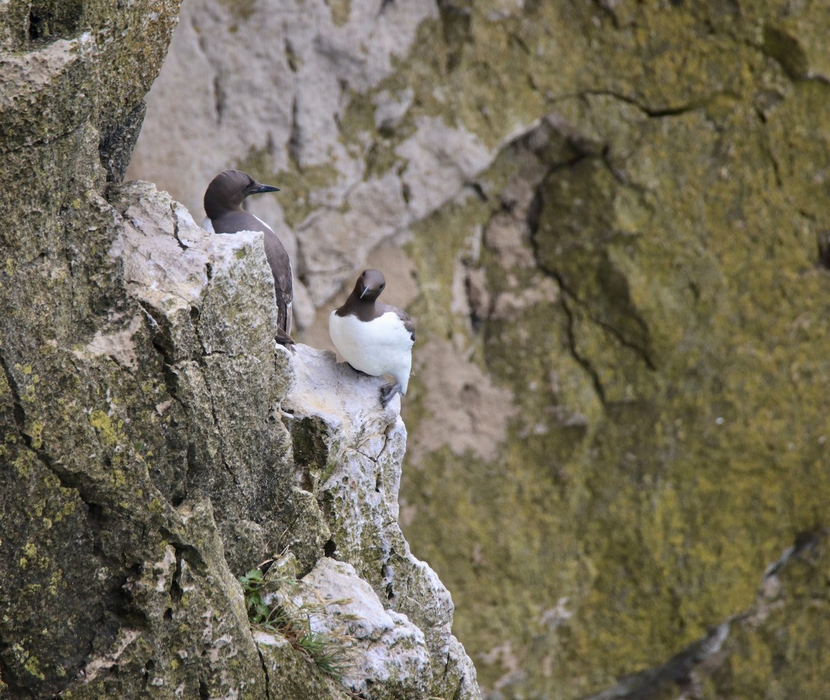 Common Murre - ML620438408