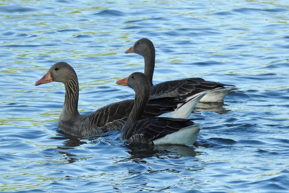 Graylag Goose - ML620438410