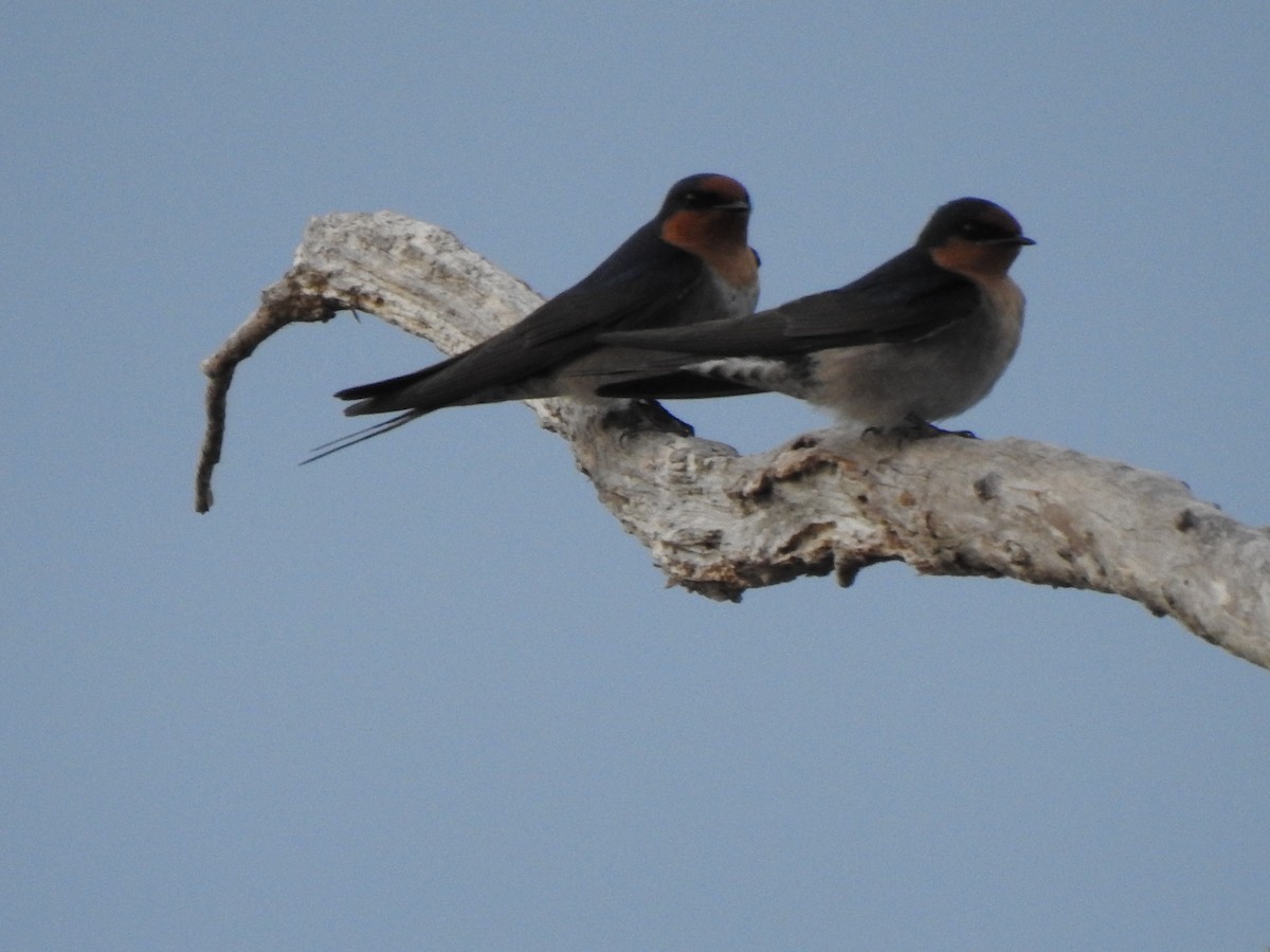 Golondrina Australiana - ML620438411