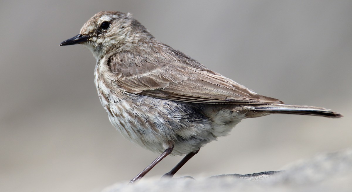 Rock Pipit - ML620438412