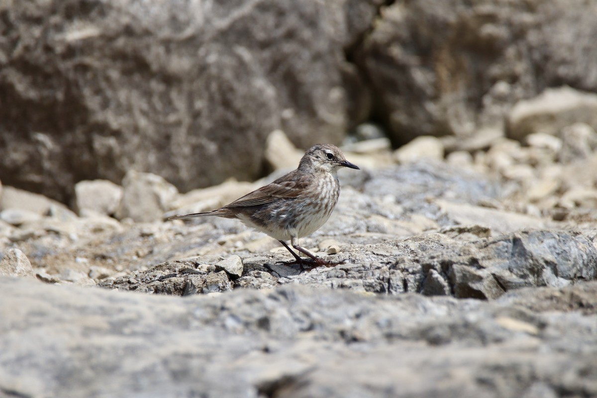 Rock Pipit - ML620438413