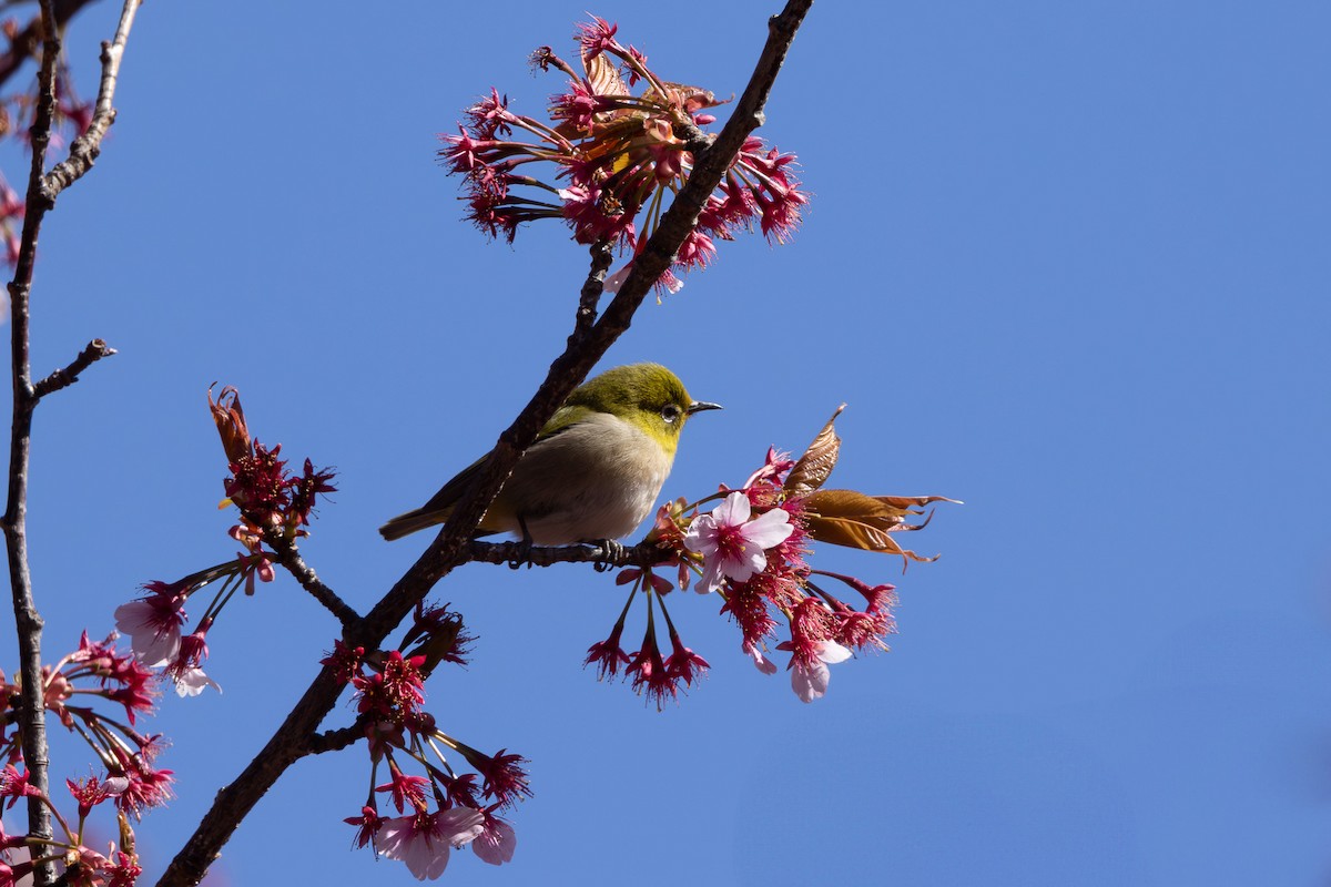 Warbling White-eye - ML620438415