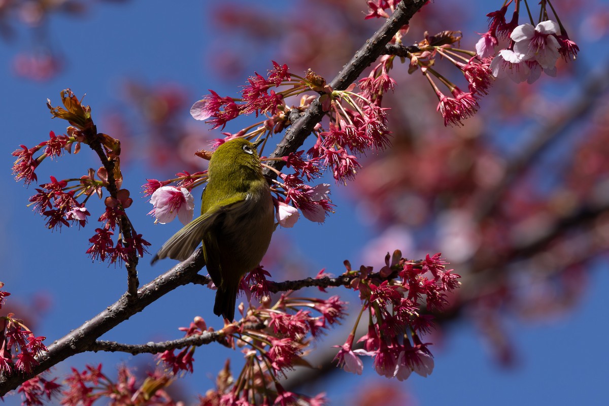 Warbling White-eye - ML620438416