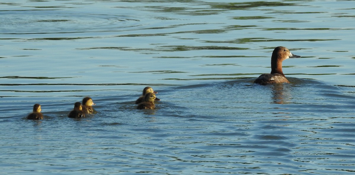 Common Pochard - ML620438419