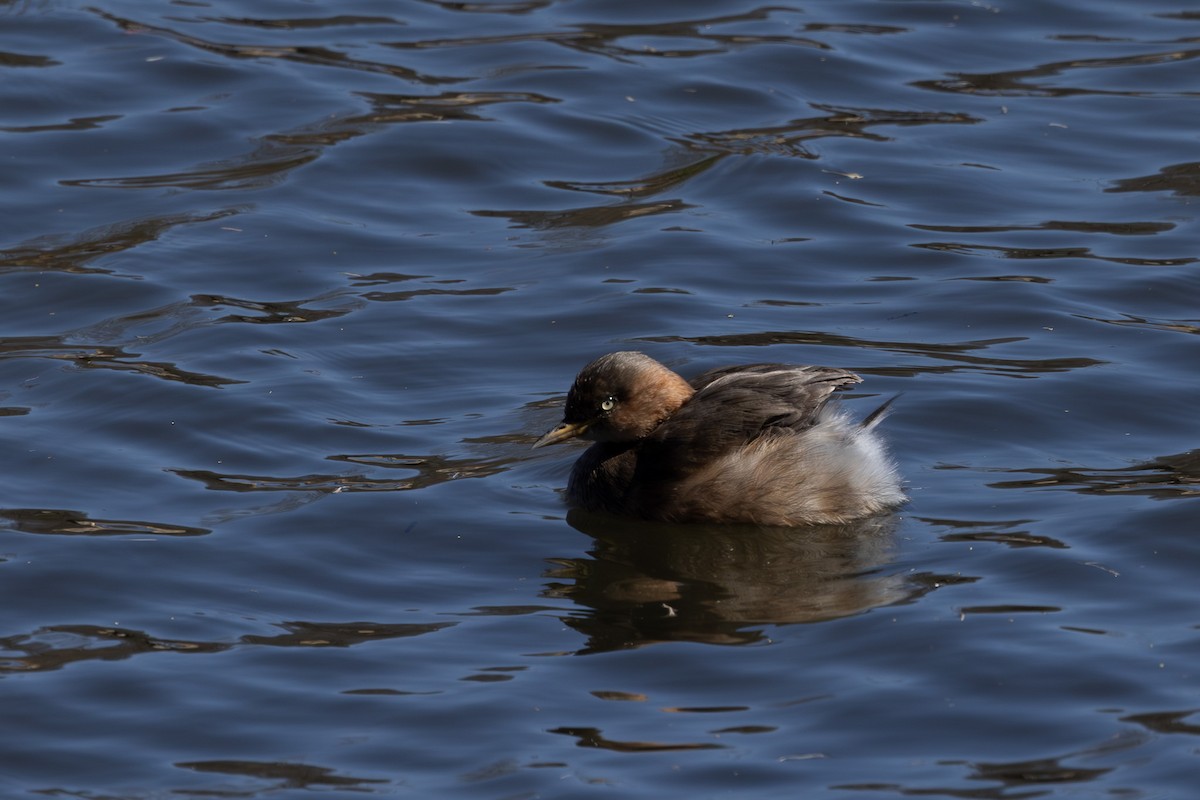 Little Grebe - ML620438422