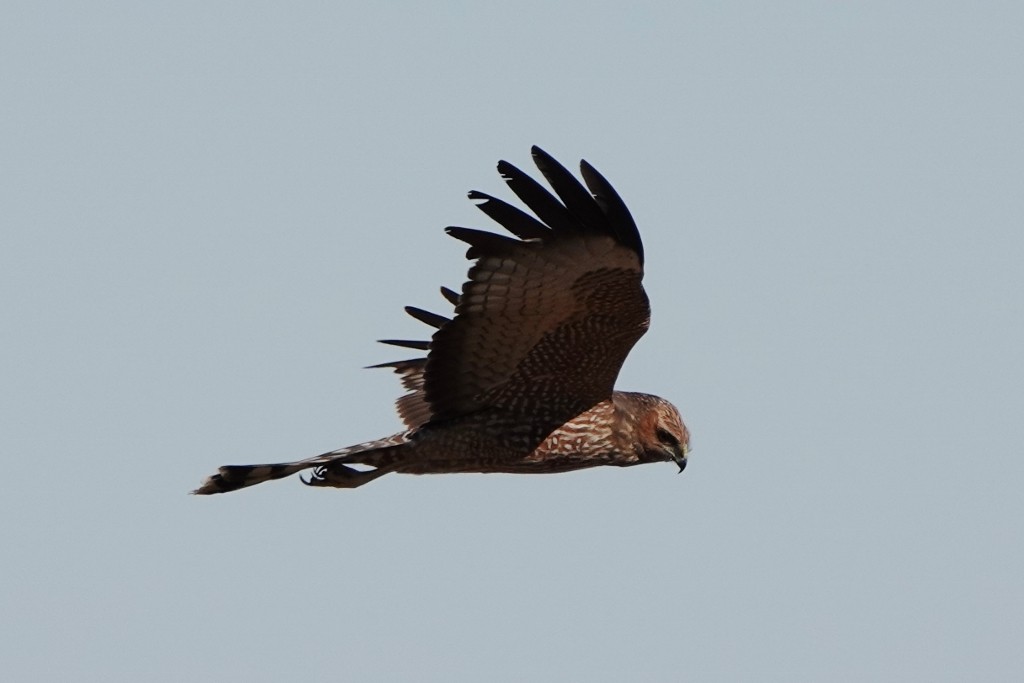 Aguilucho Moteado - ML620438423