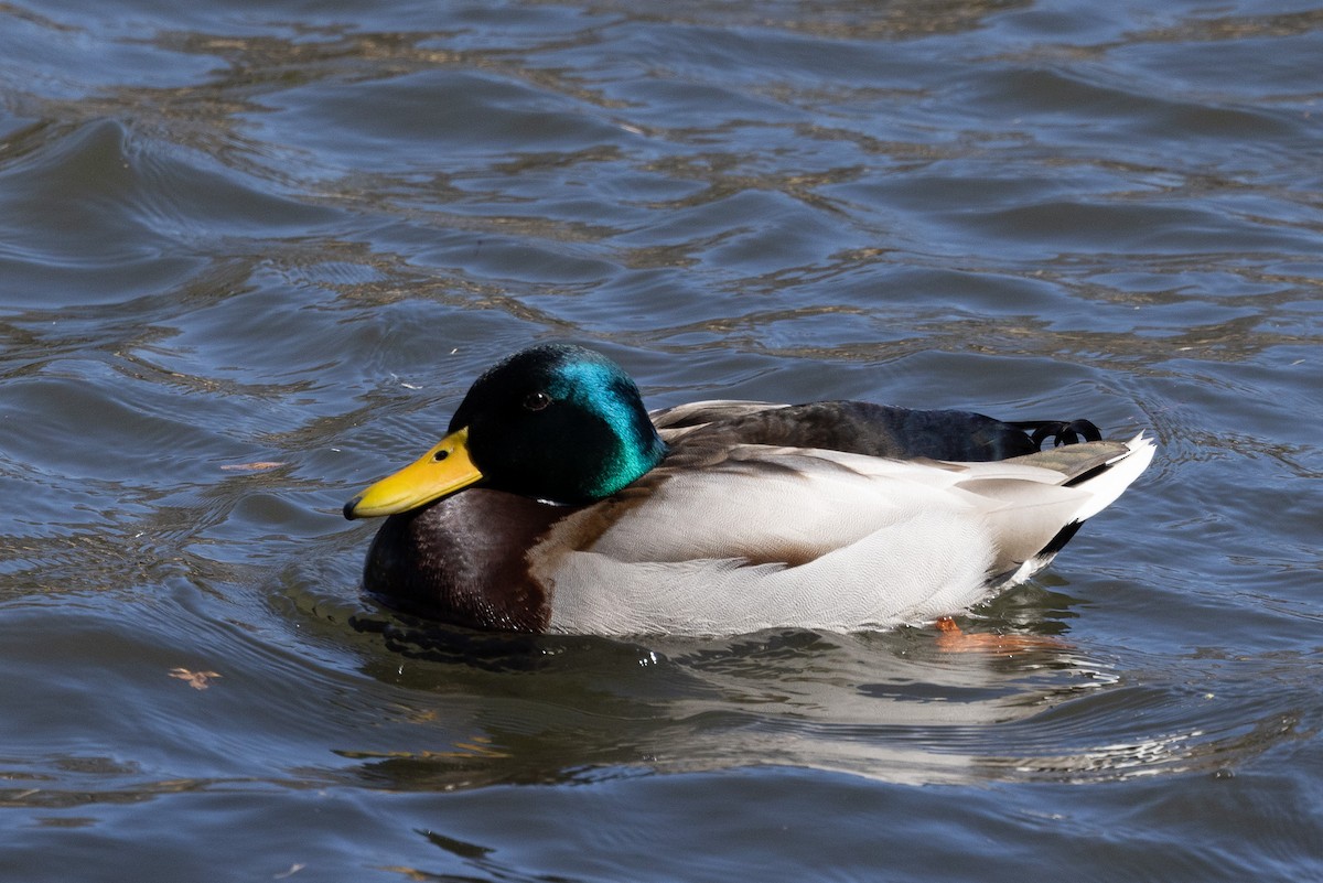 Mallard - ML620438424