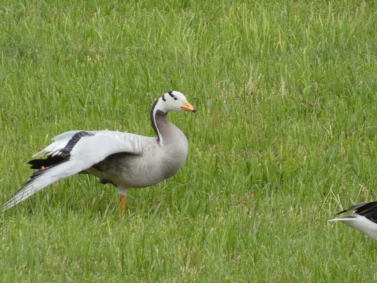 Bar-headed Goose - ML620438426