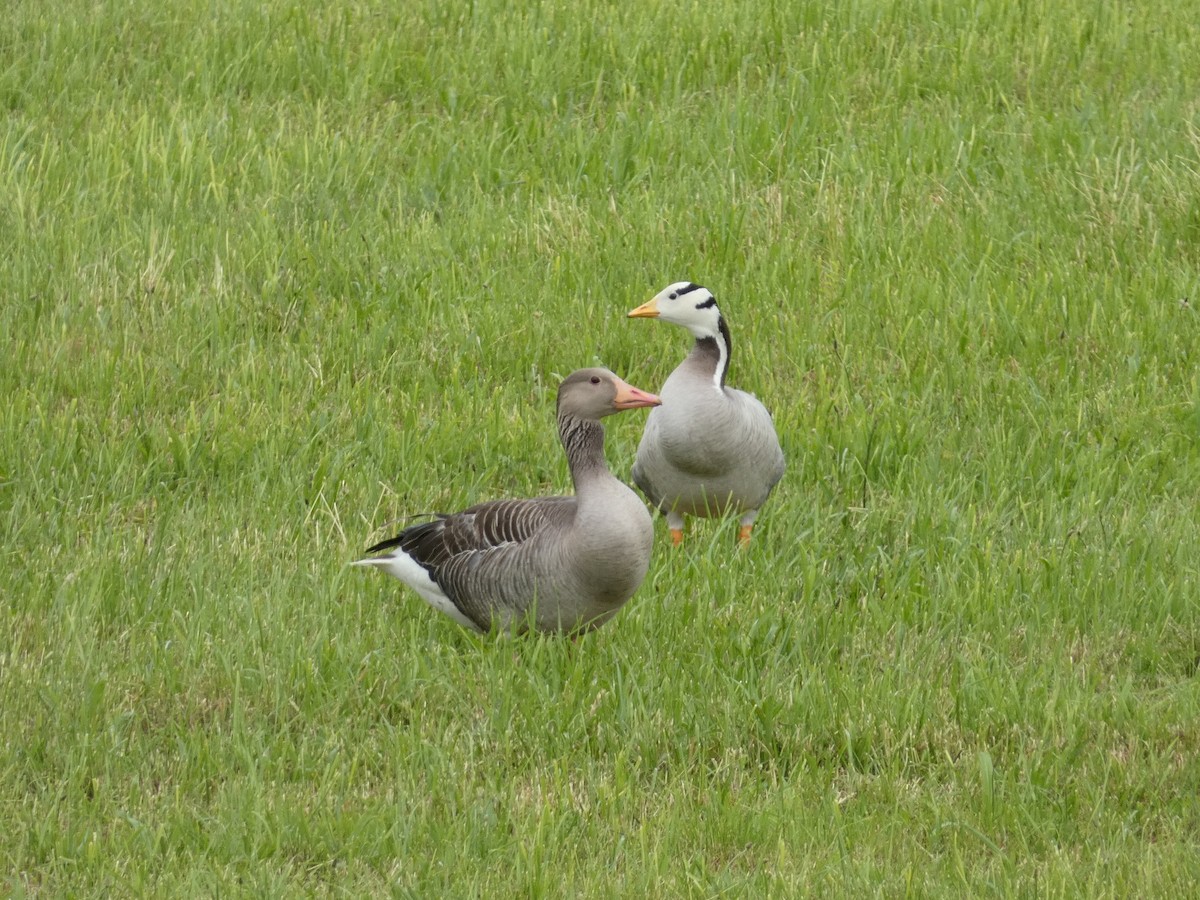 Bar-headed Goose - ML620438428