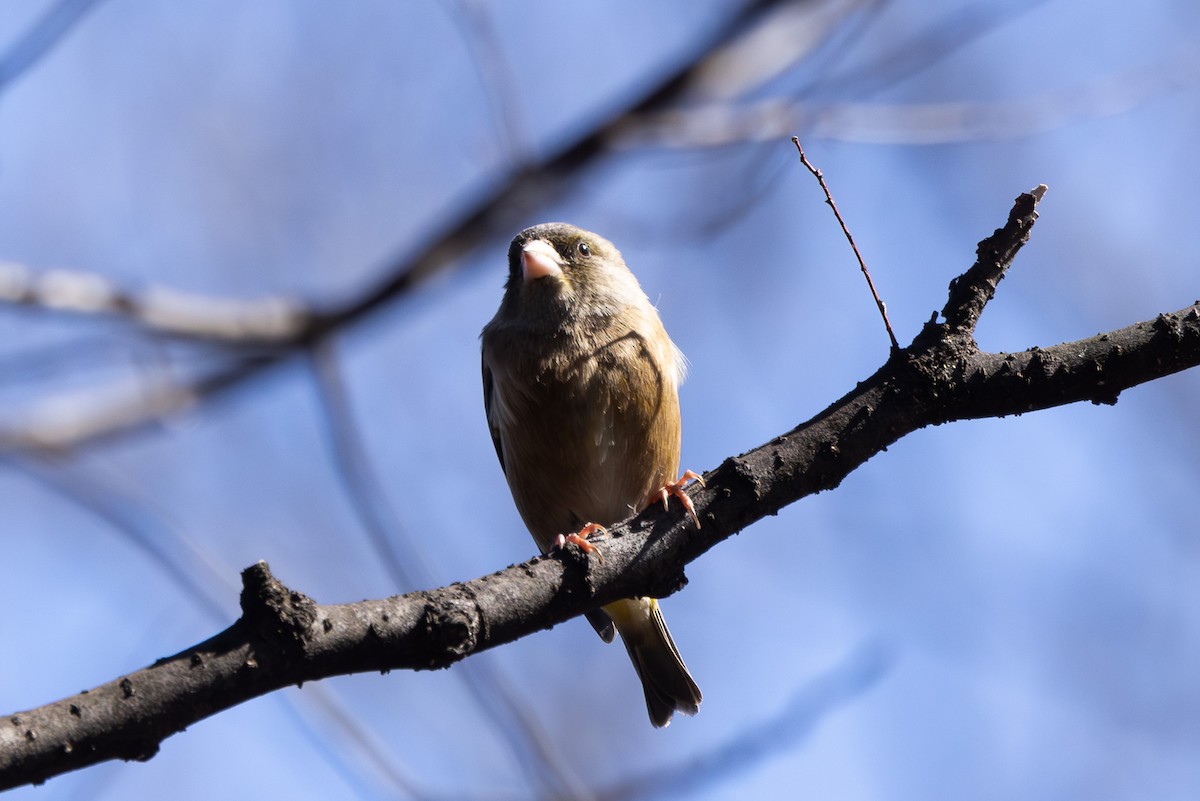 Oriental Greenfinch - ML620438429