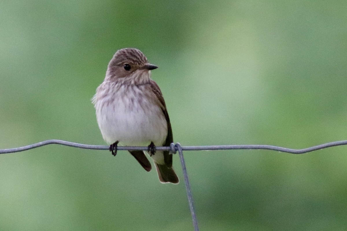 Spotted Flycatcher - ML620438434