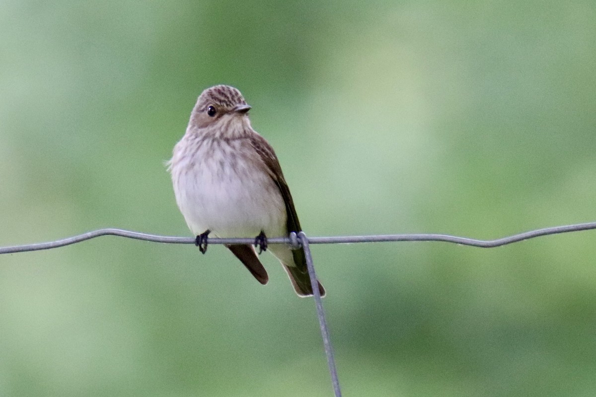 Spotted Flycatcher - ML620438435