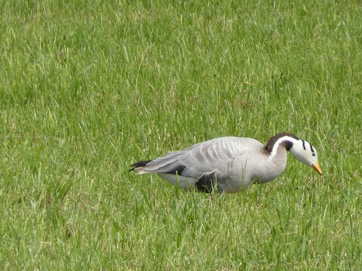 Bar-headed Goose - ML620438436