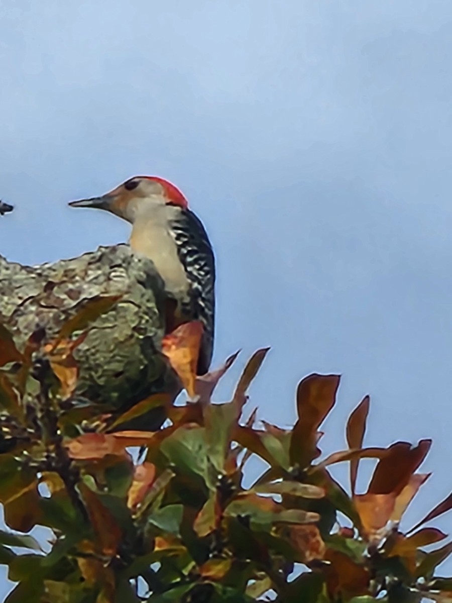 Red-bellied Woodpecker - ML620438439