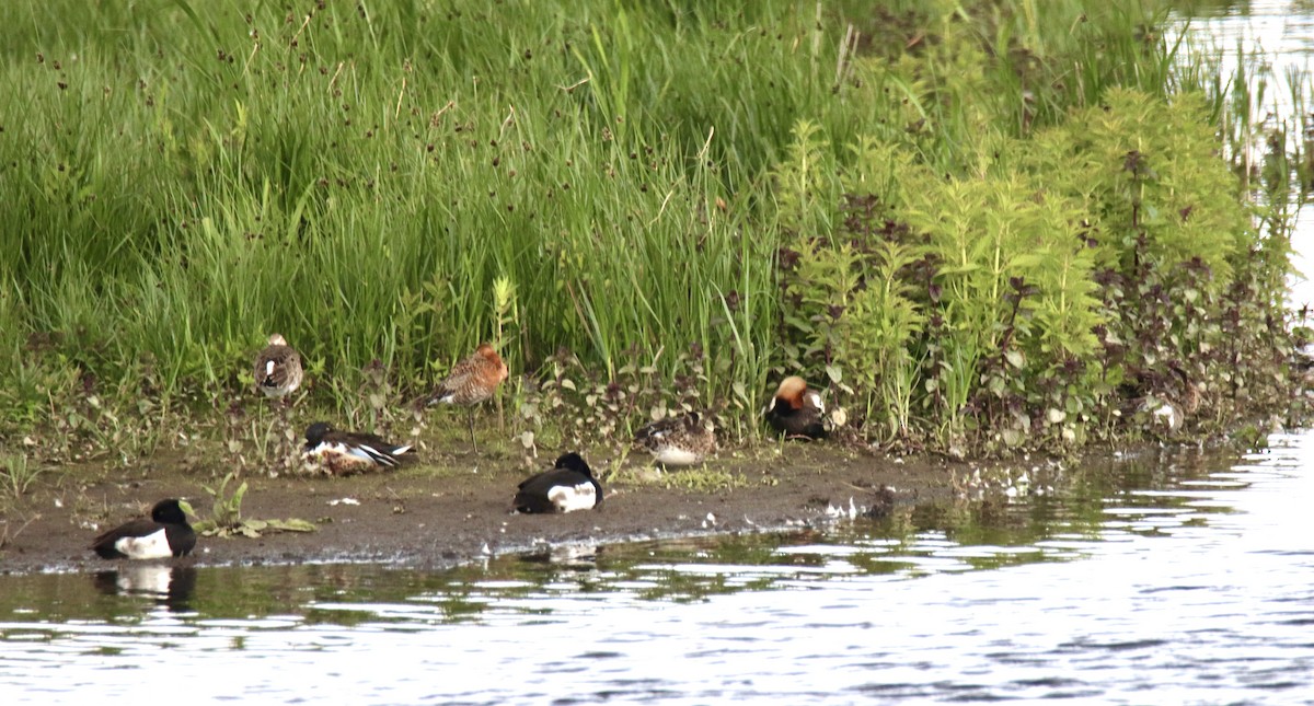 Red-crested Pochard - ML620438441