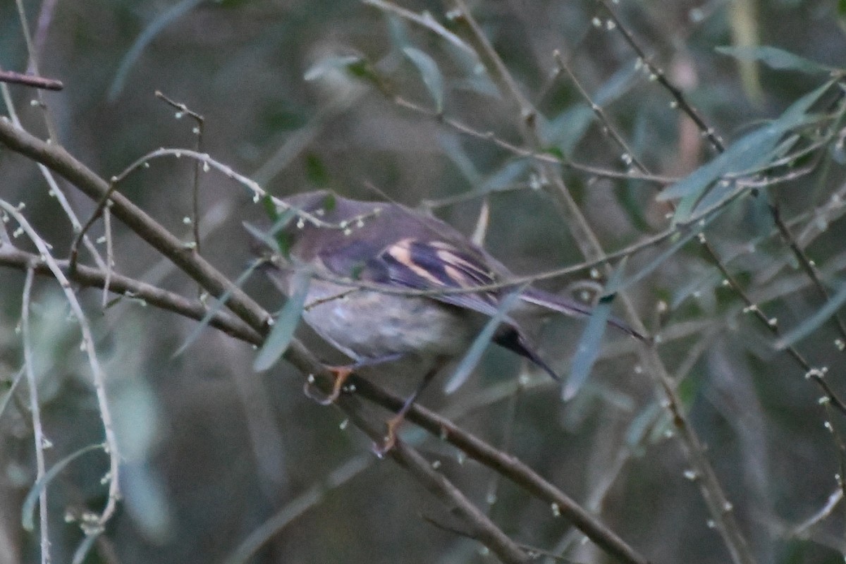 Pink Robin - ML620438444