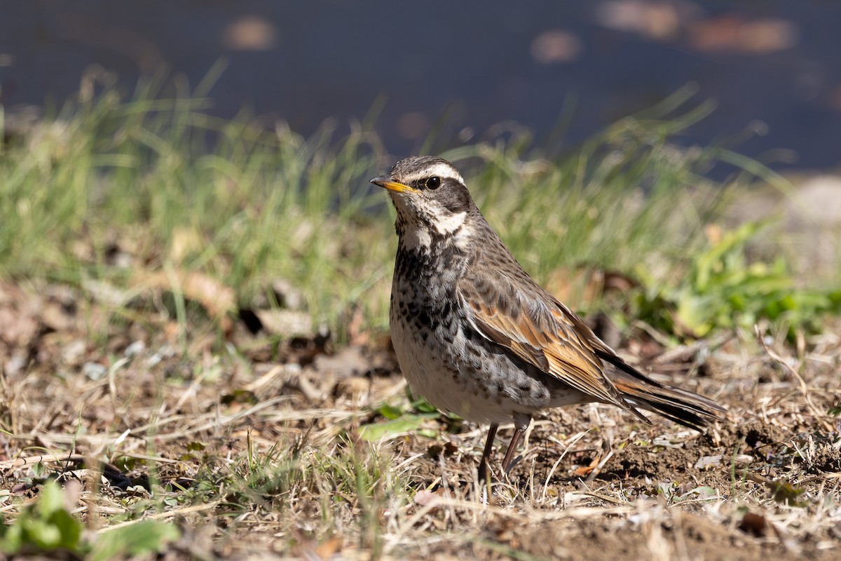 Dusky Thrush - ML620438448