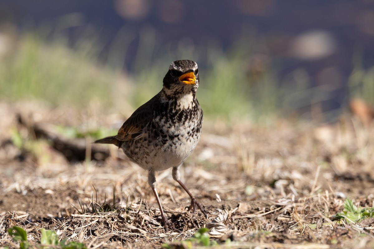 Dusky Thrush - ML620438451