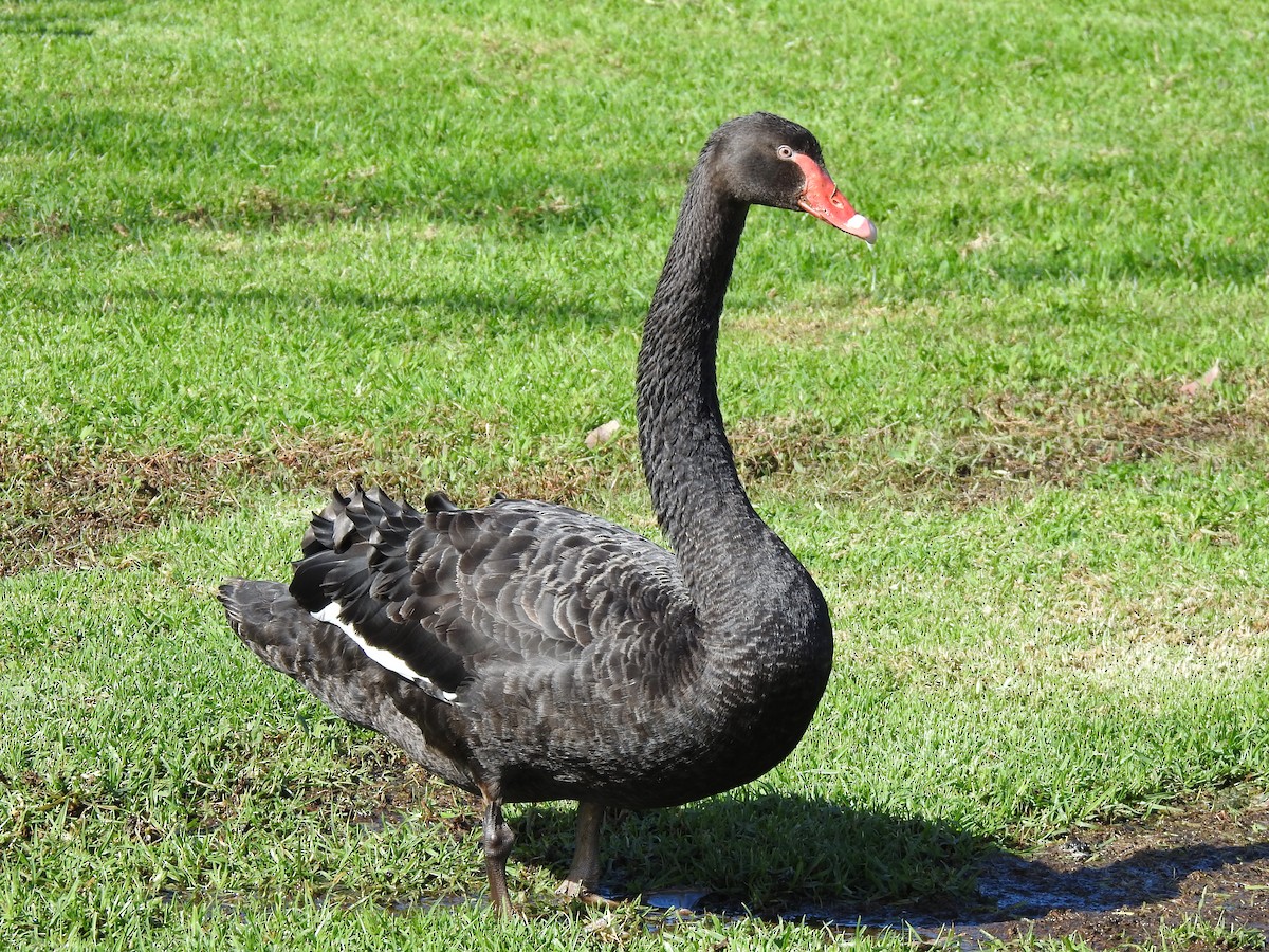 Black Swan - ML620438466