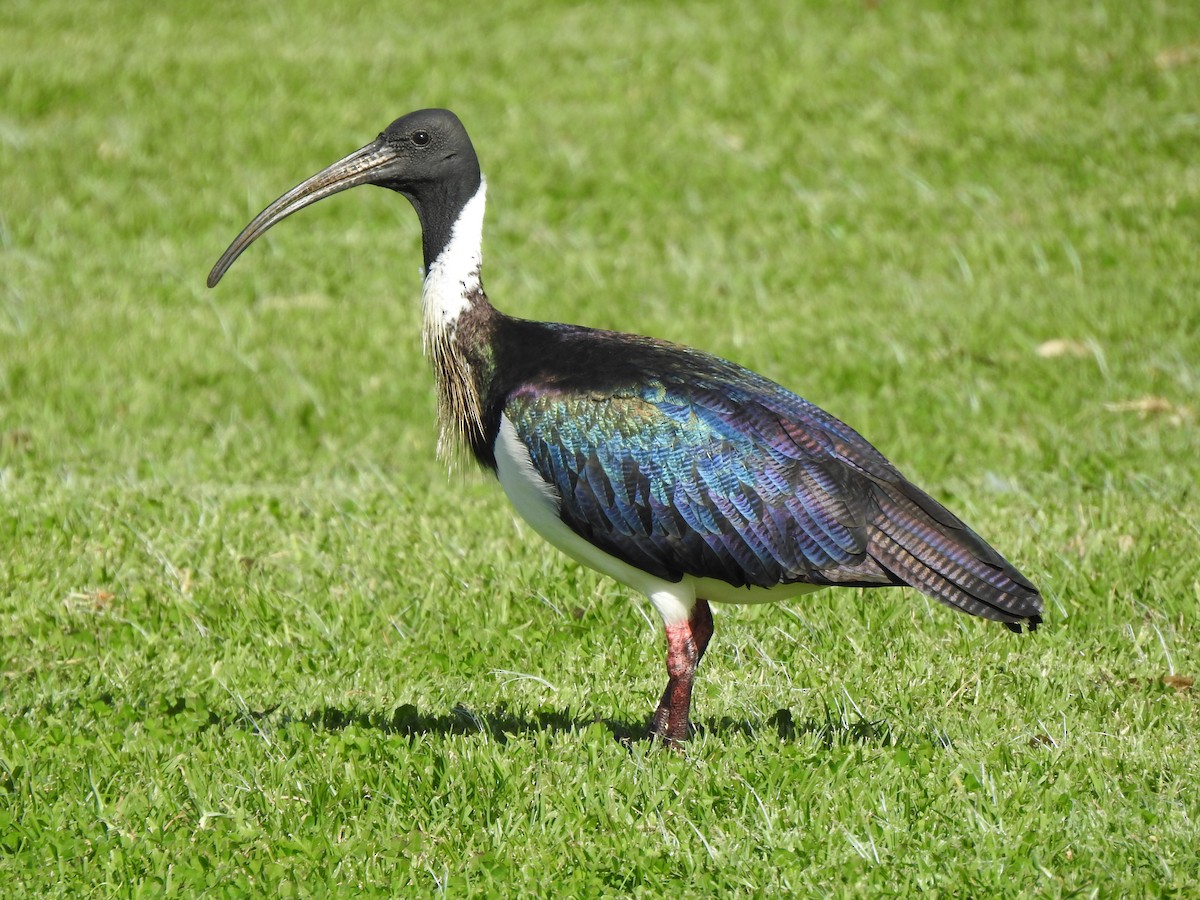 Straw-necked Ibis - ML620438471