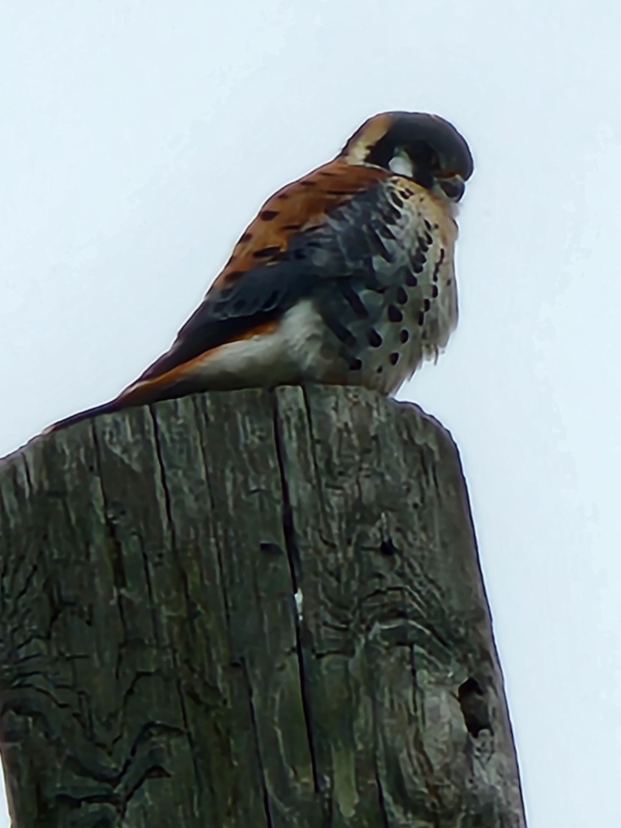 American Kestrel - ML620438472