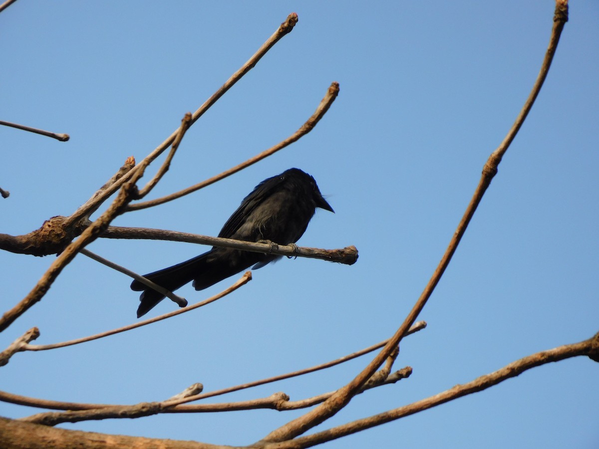 Bronzed Drongo - ML620438482