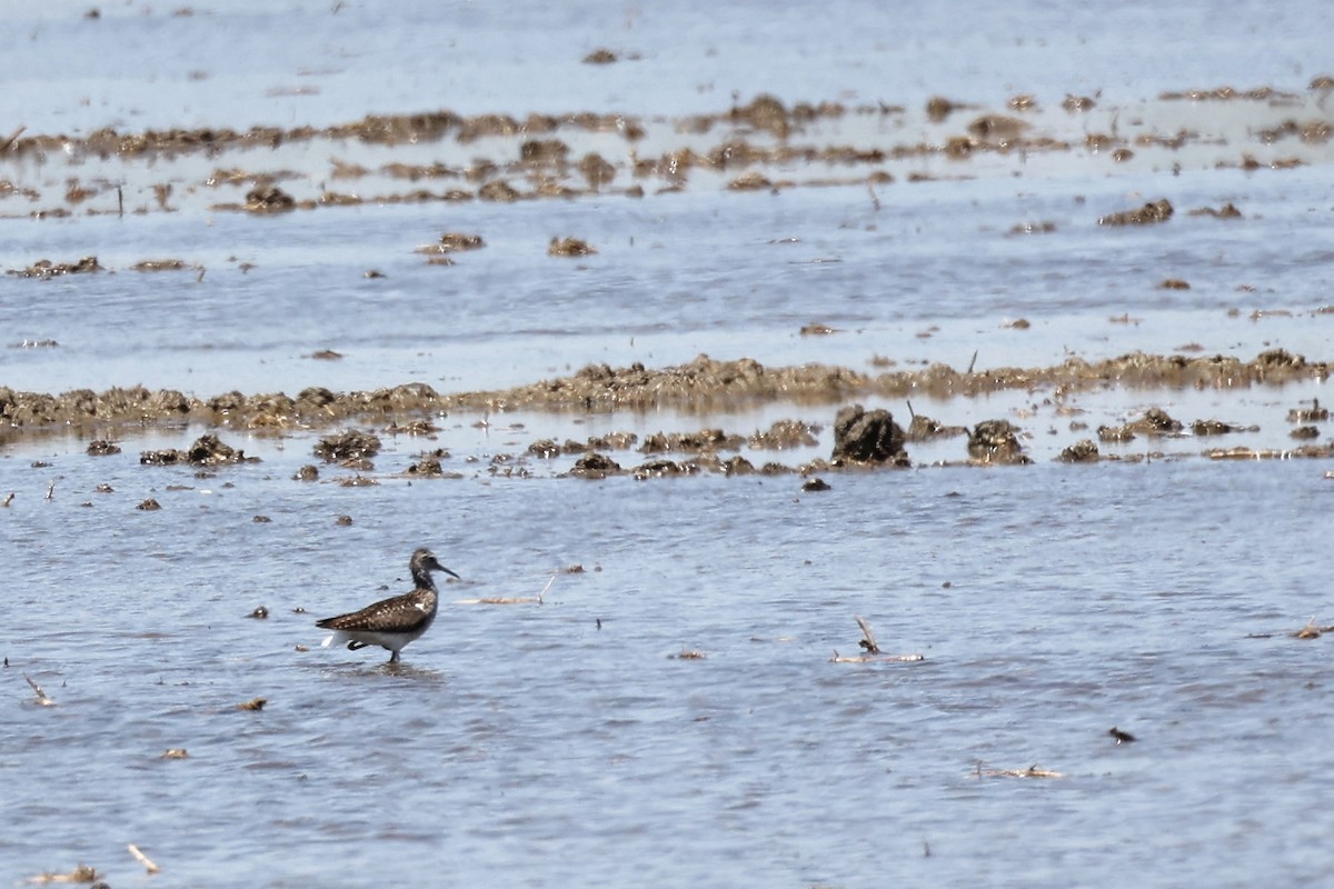 Green Sandpiper - ML620438485