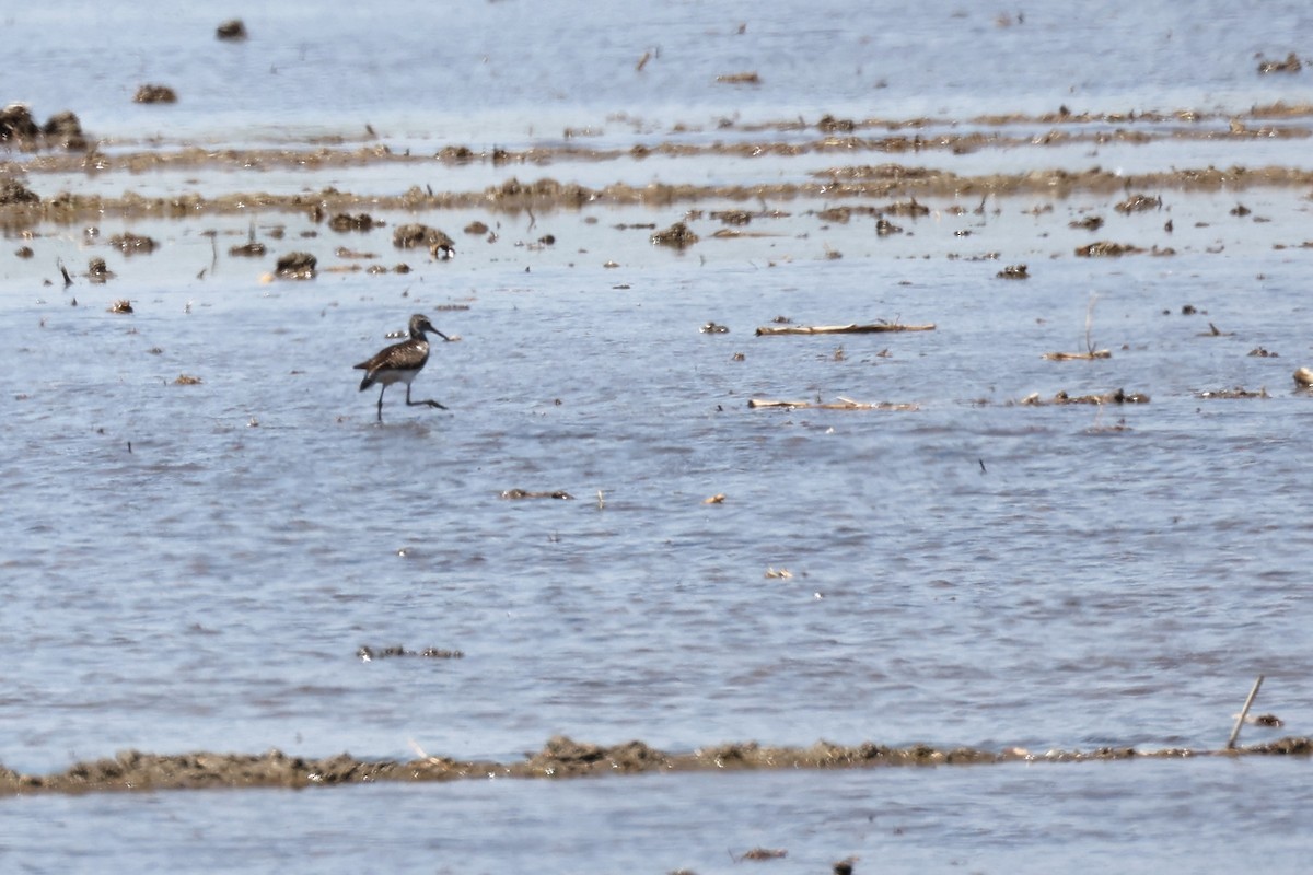 Green Sandpiper - ML620438486