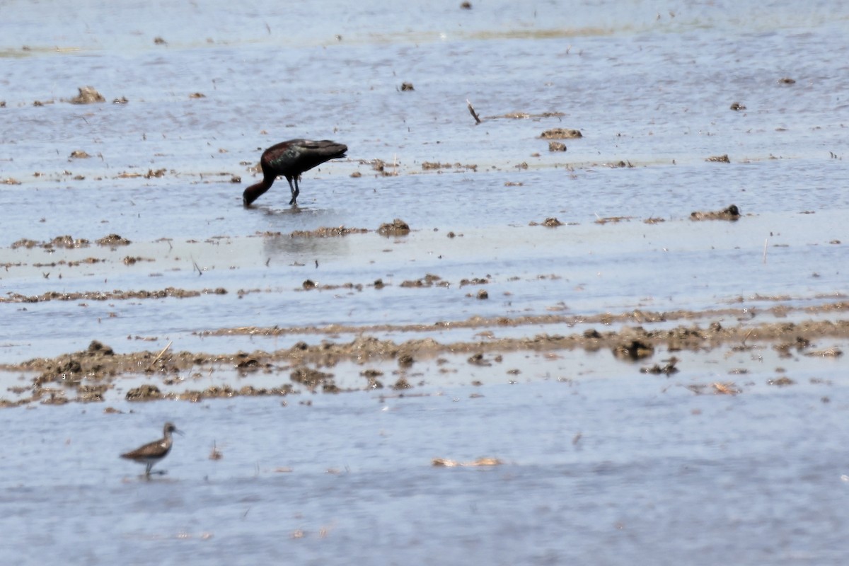 Green Sandpiper - ML620438487