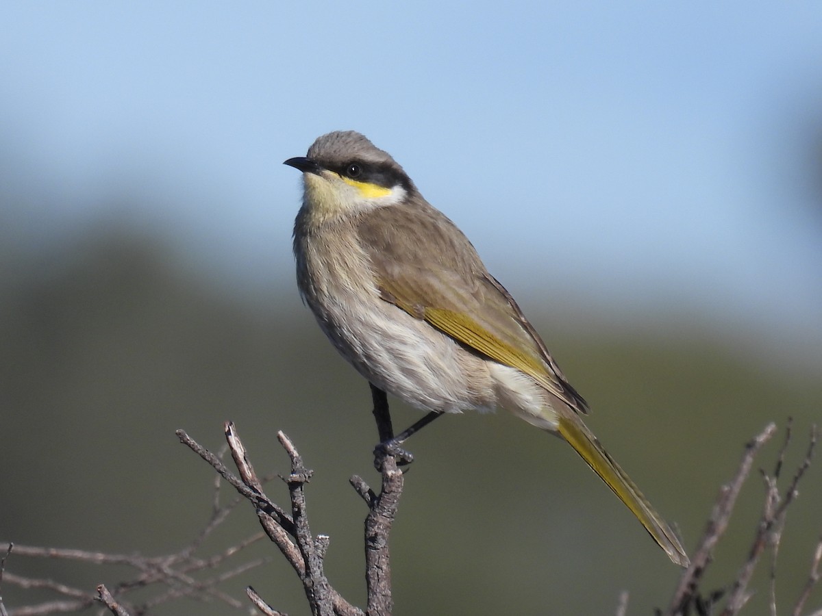 Singing Honeyeater - ML620438489