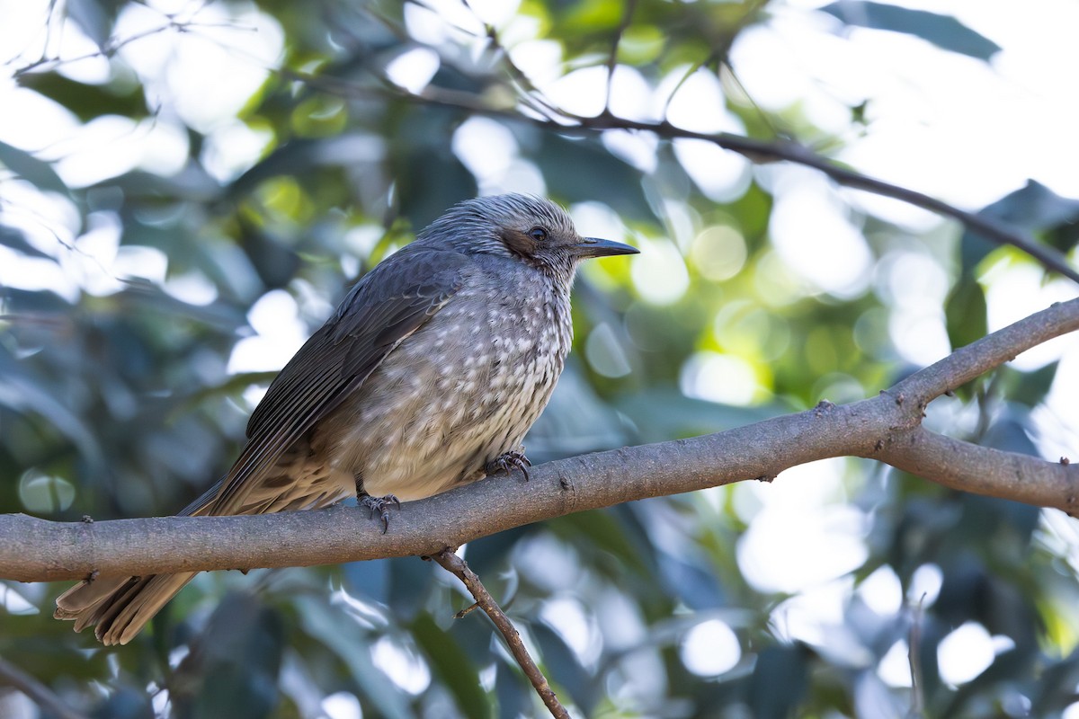 Brown-eared Bulbul - ML620438490