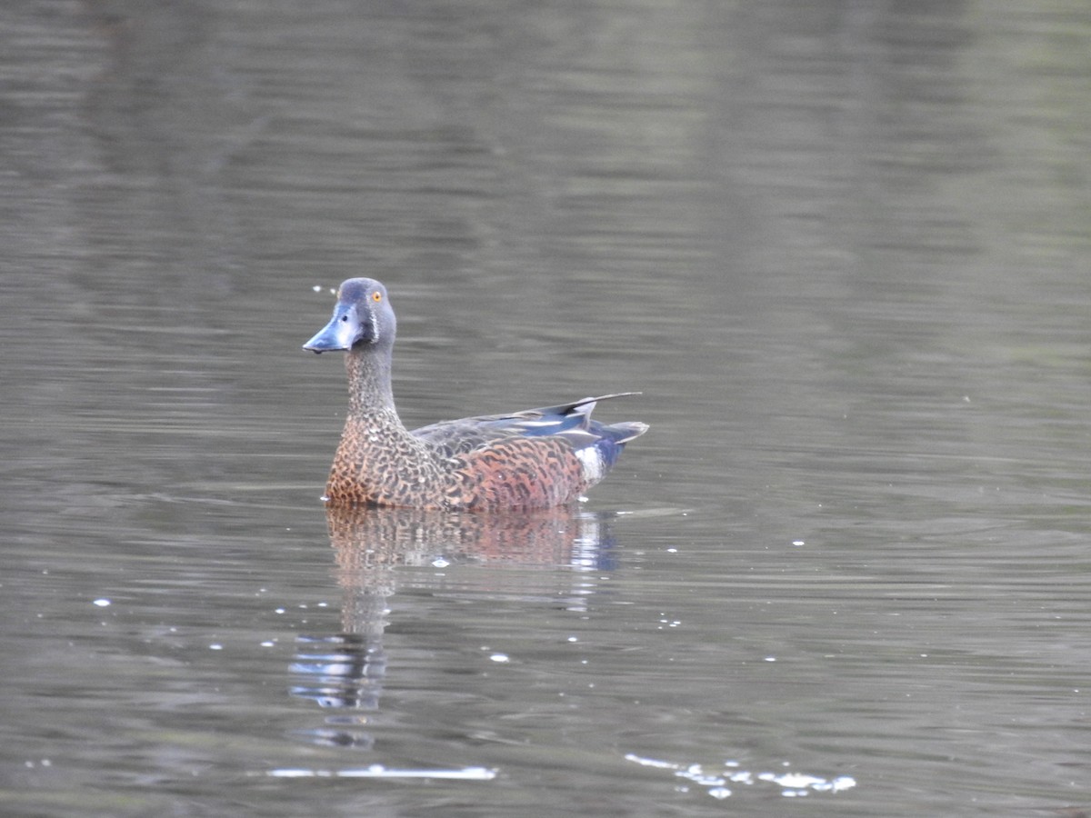 Australasian Shoveler - ML620438497