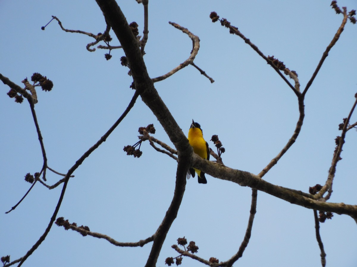 Common Iora - ML620438500