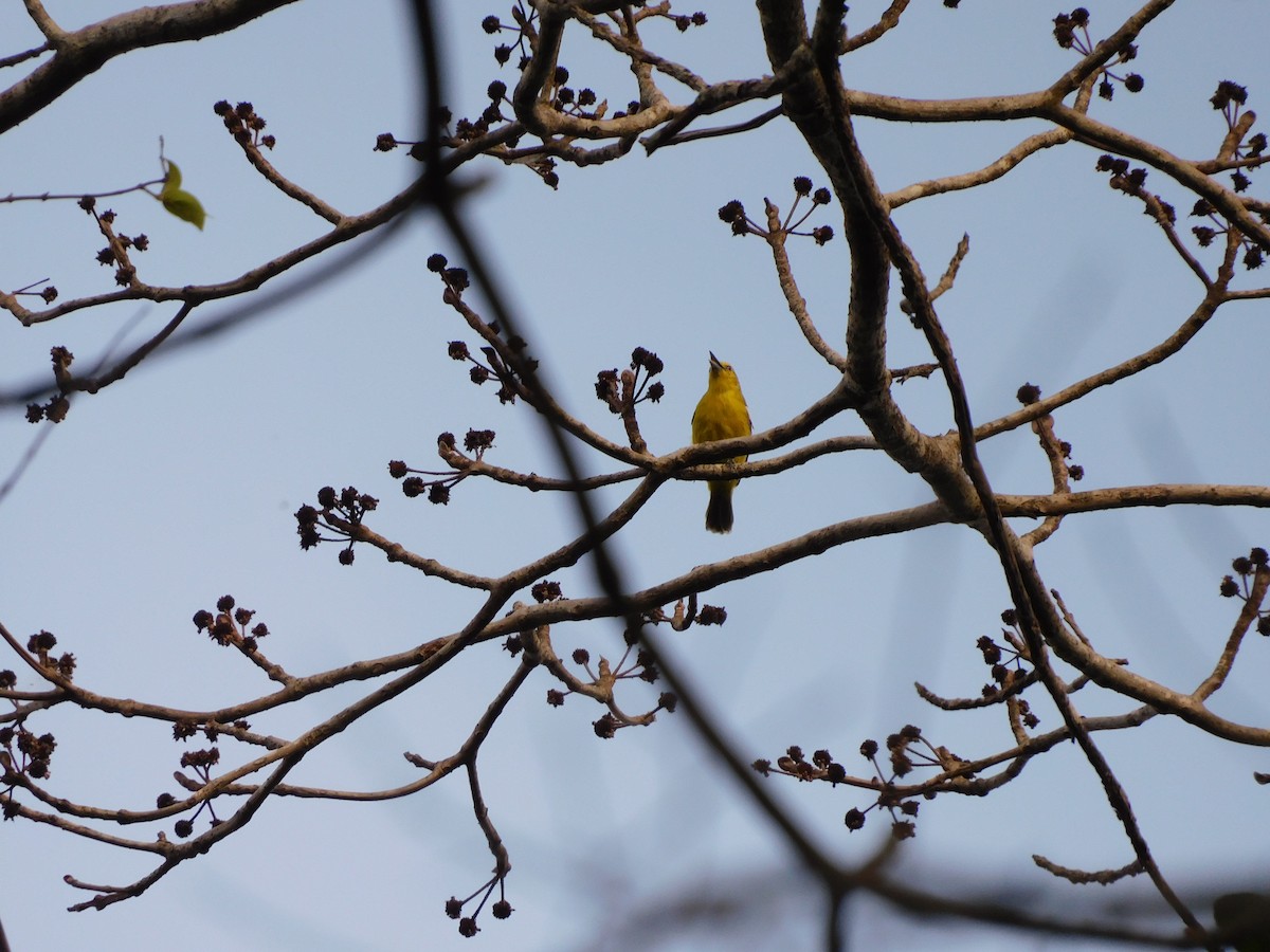 Common Iora - ML620438506