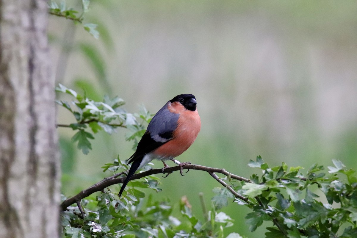 Eurasian Bullfinch - Ross Brown