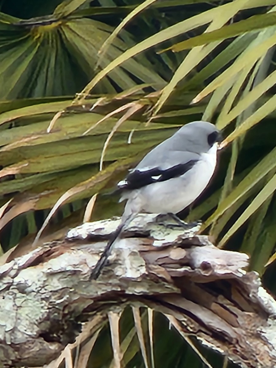 Loggerhead Shrike - ML620438519