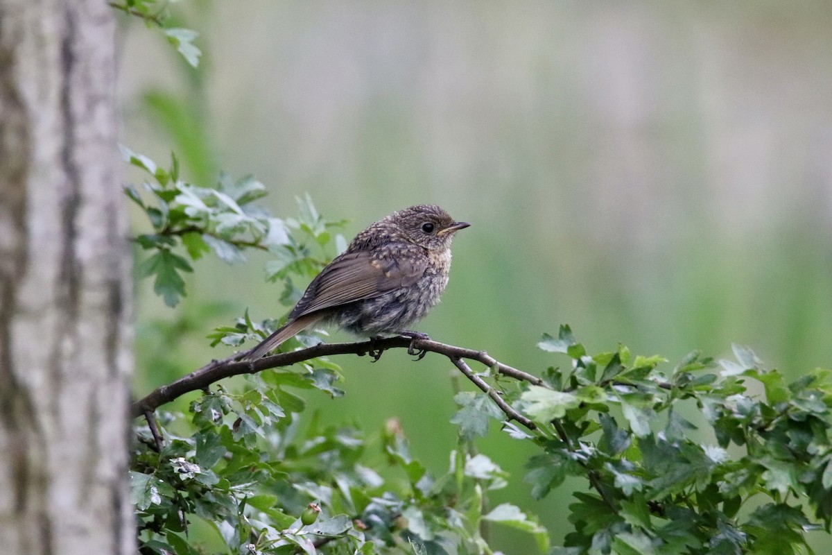 Dunnock - ML620438522